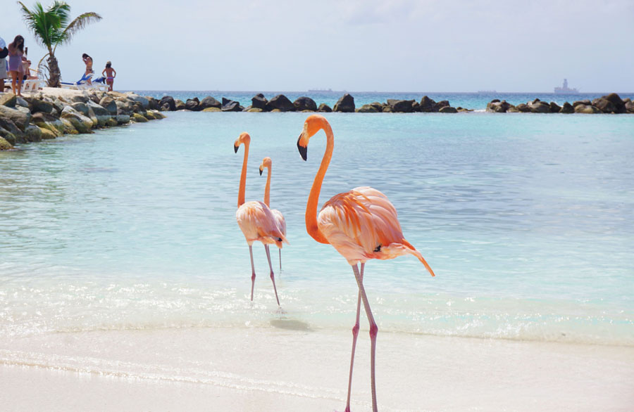 Flamingo Island Aruba