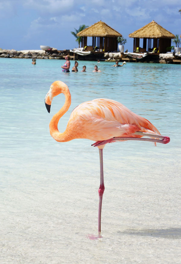 Flamingo Island Aruba